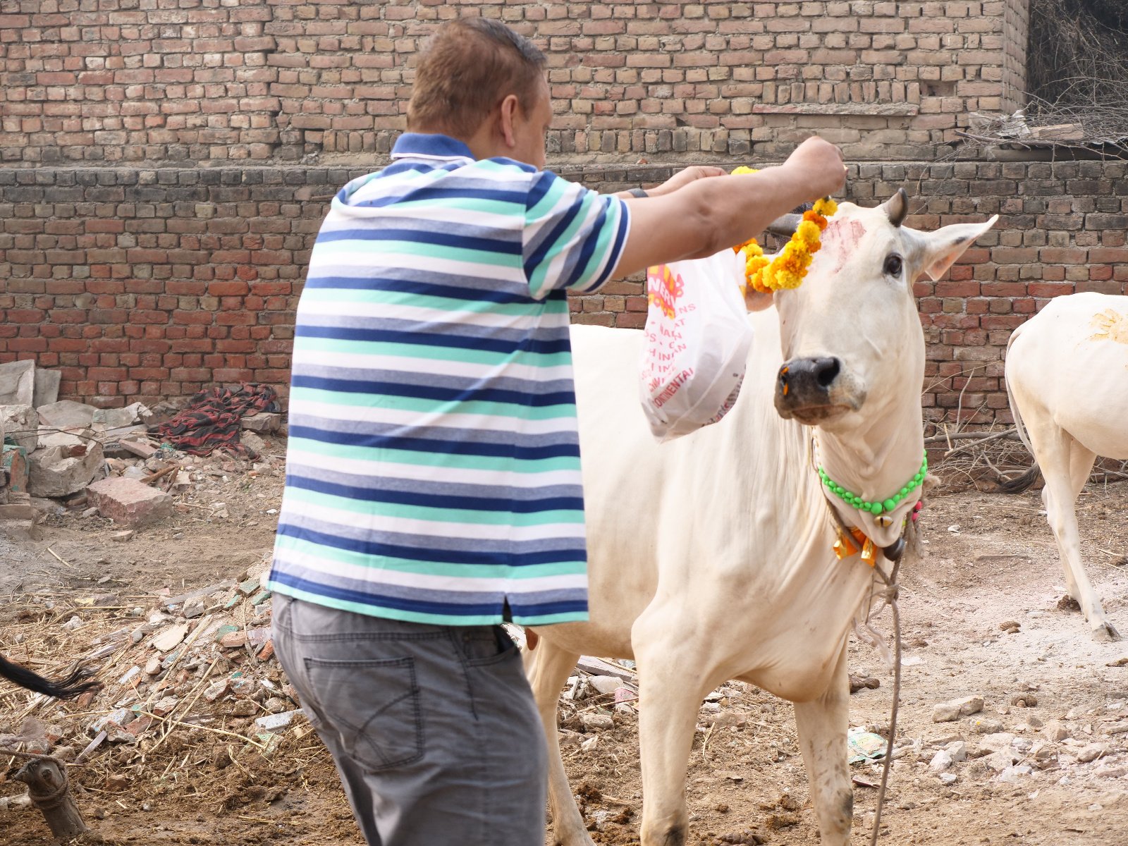  113 Gopashtami Radha kunda Govardhan 19.11.04